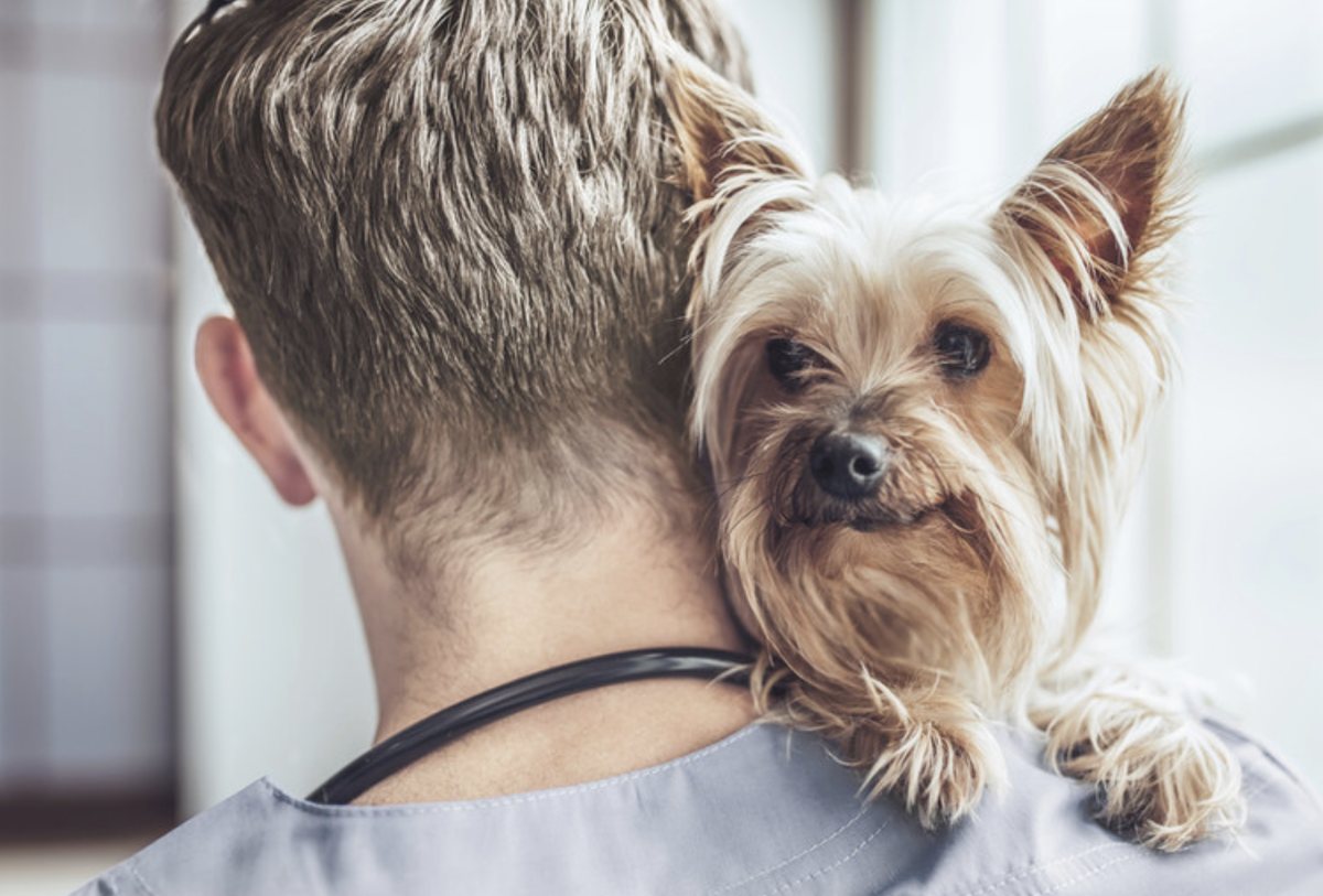 Pet insurance California